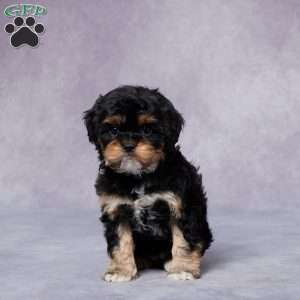 Roxy, Cavapoo Puppy